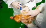 Вакцинация против гриппа птиц не может полностью защитить поголовье