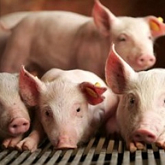 Кормление свиней в условиях рыночной экономики. Руководство для новаторов.