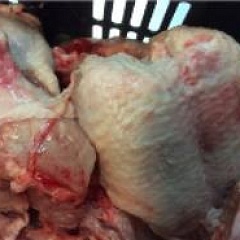 Эпизоотологические особенности и диагностика инфекционной анемии цыплят