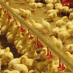 Производственная программа по профилактике сальмонеллеза при выращивании и переработке птицы - Рябинкин М.А