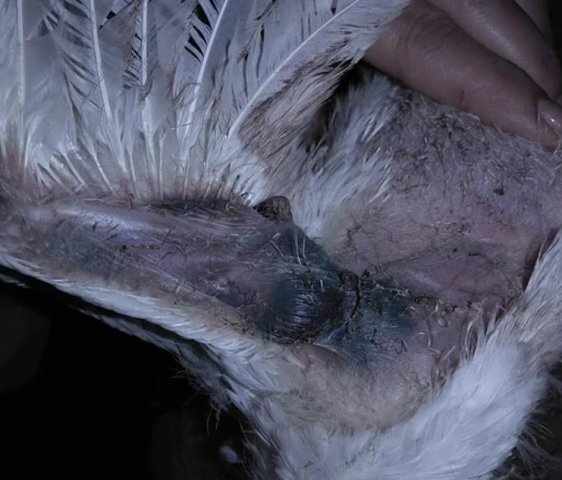 Вирусная анемия цыплят (синее крыло) фото 7