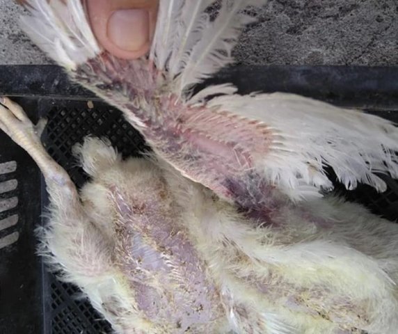 Вирусная анемия цыплят (синее крыло) фото 6