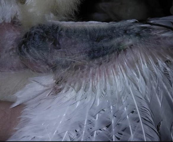 Вирусная анемия цыплят (синее крыло) фото 5