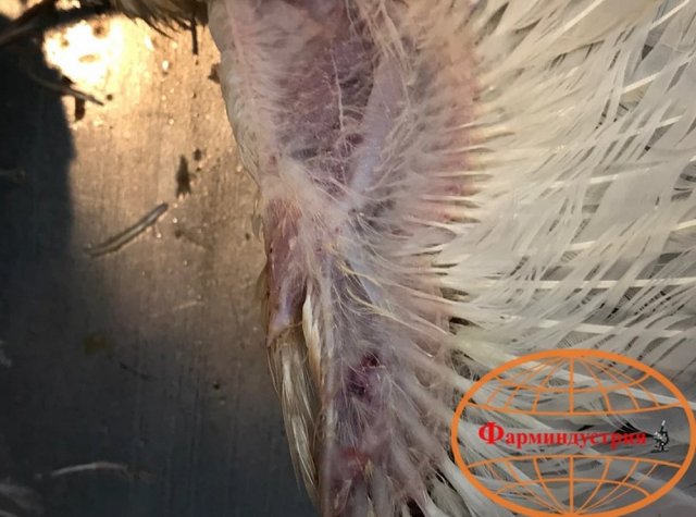 Вирусная анемия цыплят (синее крыло) фото 2