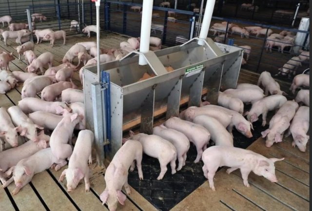 Кормление свиней в условиях рыночной экономики. Руководство для новаторов.