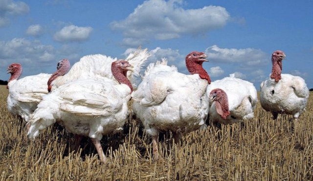 Сокращение антибиотиков через управление стрессами в промышленном птицеводстве часть 2