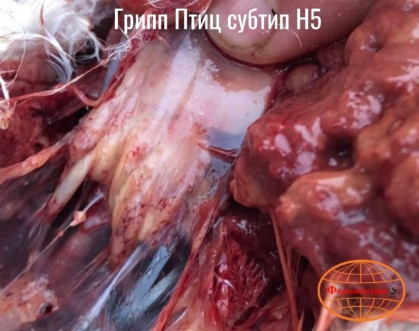 Эпизоотическая ситуация по высокопатогенному гриппу птиц в Российской Федерации и мире фото 10