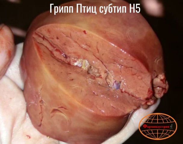 Эпизоотическая ситуация по высокопатогенному гриппу птиц в Российской Федерации и мире фото 9