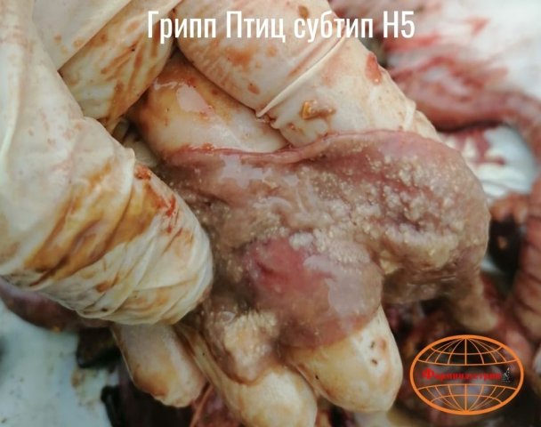 Эпизоотическая ситуация по высокопатогенному гриппу птиц в Российской Федерации и мире фото 6