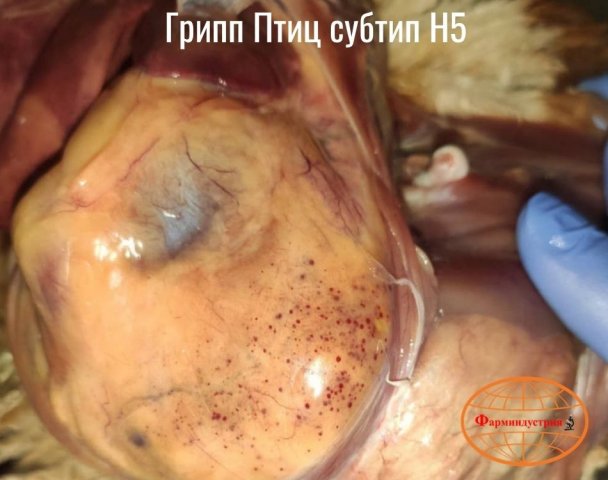 Эпизоотическая ситуация по высокопатогенному гриппу птиц в Российской Федерации и мире фото 3