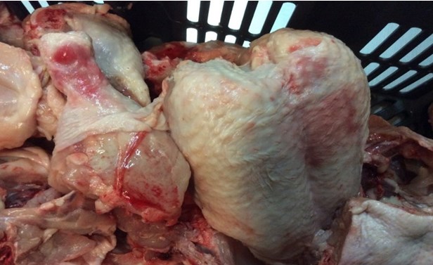Эпизоотологические особенности и диагностика инфекционной анемии цыплят