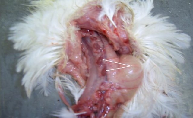 Научно-практические аспекты инфекционной анемии цыплят фото 9