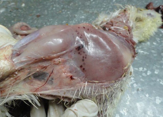 Научно-практические аспекты инфекционной анемии цыплят фото 7