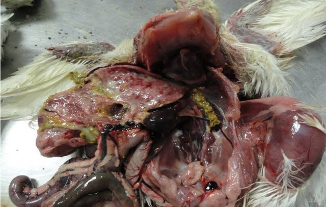 Научно-практические аспекты инфекционной анемии цыплят фото 6