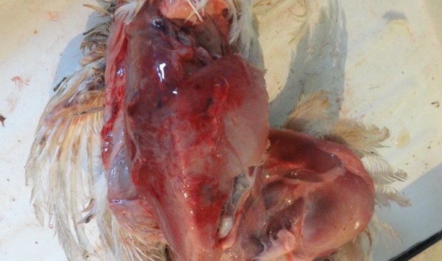 Научно-практические аспекты инфекционной анемии цыплят фото 5