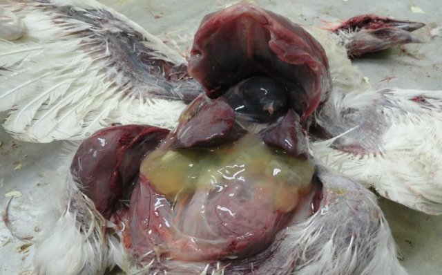 Научно-практические аспекты инфекционной анемии цыплят фото 4