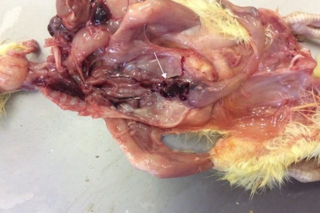 Научно-практические аспекты инфекционной анемии цыплят фото 3