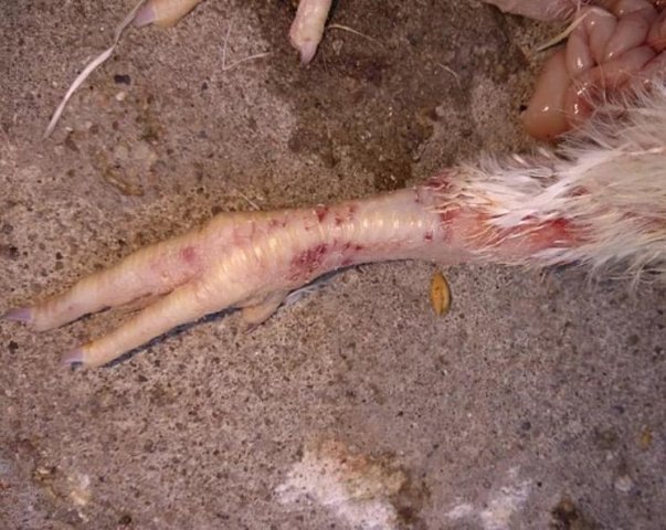 Инфекционная анемия птиц фото 13