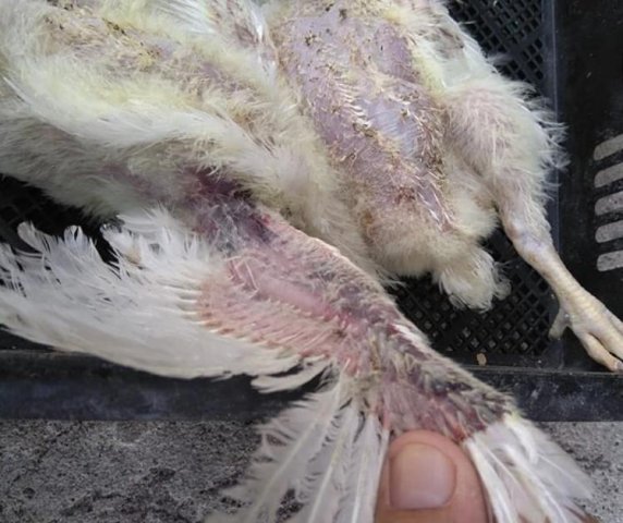 Инфекционная анемия птиц фото 9
