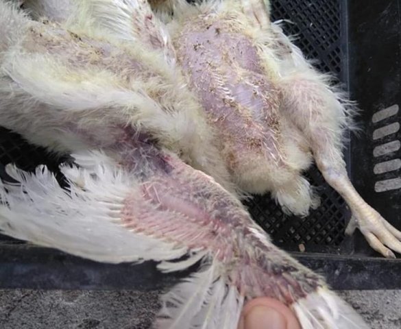 Инфекционная анемия птиц фото 4