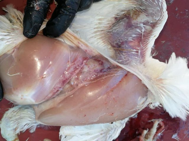 Инфекционная анемия птиц