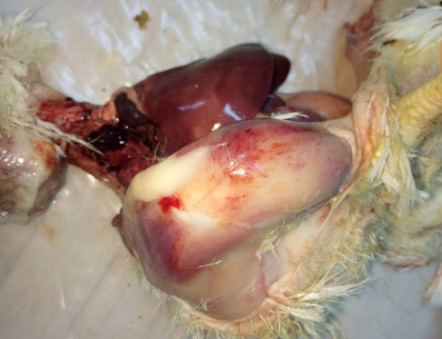 Инфекционная бурсальная болезнь птиц (Болезнь Гамборо) фото 68