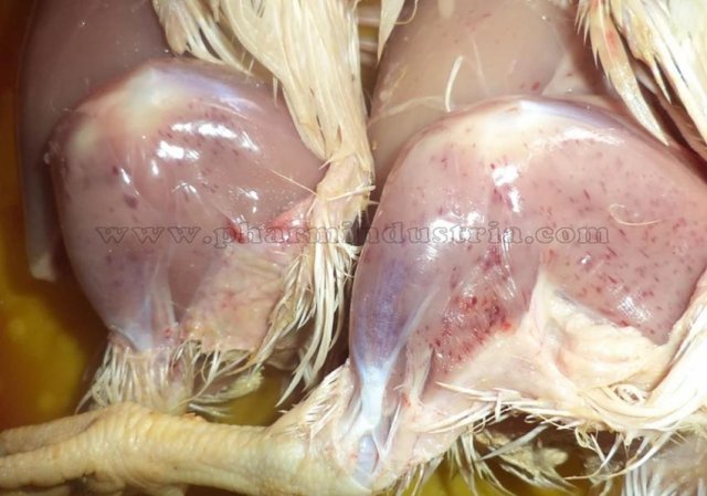 Инфекционная бурсальная болезнь птиц (Болезнь Гамборо) фото 65
