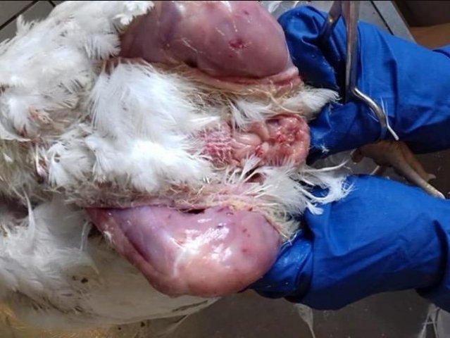 Инфекционная бурсальная болезнь птиц (Болезнь Гамборо) фото 58