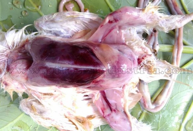 Инфекционная бурсальная болезнь птиц (Болезнь Гамборо) фото 53