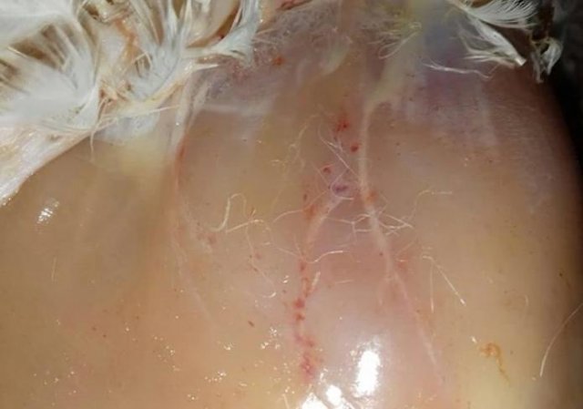 Инфекционная бурсальная болезнь птиц (Болезнь Гамборо) фото 52