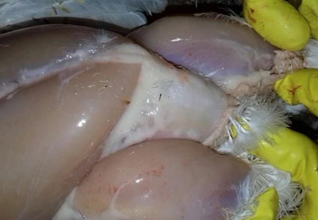 Инфекционная бурсальная болезнь птиц (Болезнь Гамборо) фото 47