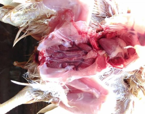 Инфекционная бурсальная болезнь птиц (Болезнь Гамборо) фото 43