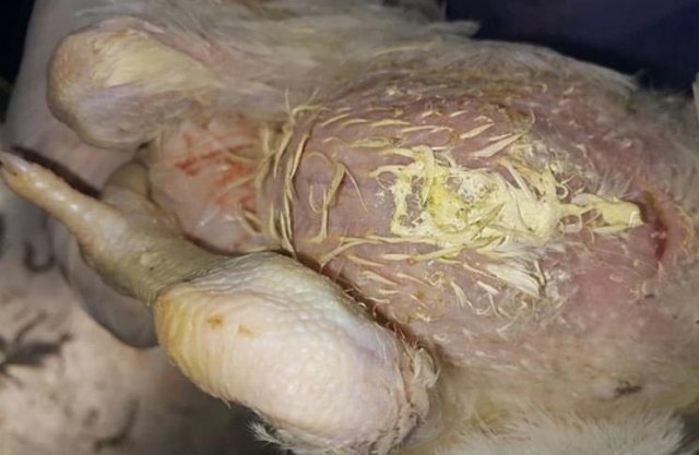 Инфекционная бурсальная болезнь птиц (Болезнь Гамборо) фото 41
