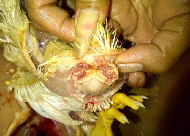 Инфекционная бурсальная болезнь птиц (Болезнь Гамборо) фото 38