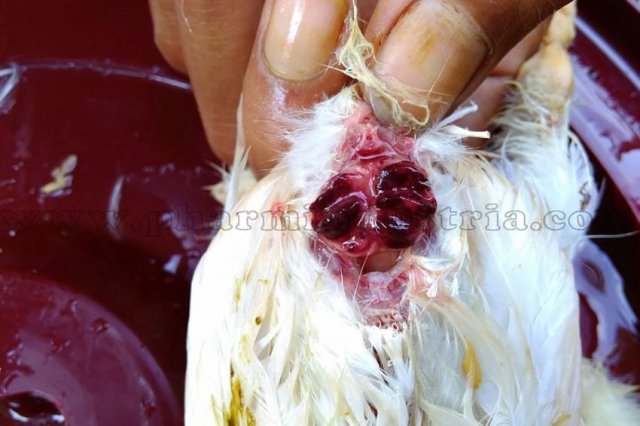 Инфекционная бурсальная болезнь птиц (Болезнь Гамборо) фото 37