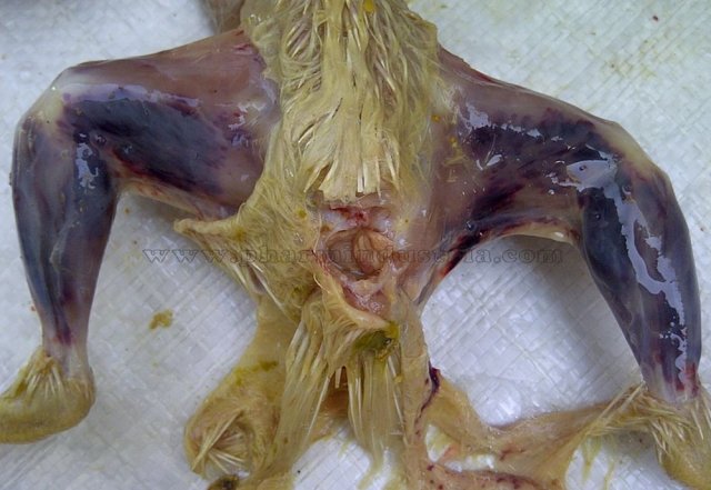 Инфекционная бурсальная болезнь птиц (Болезнь Гамборо) фото 33