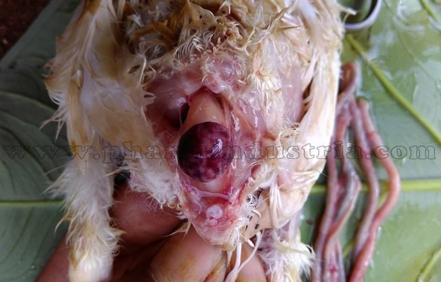 Инфекционная бурсальная болезнь птиц (Болезнь Гамборо) фото 32