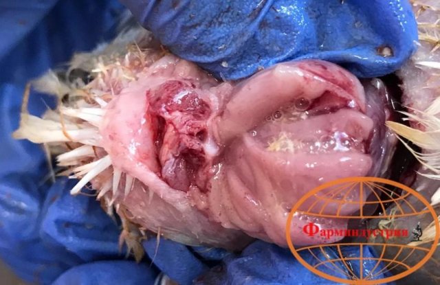Инфекционная бурсальная болезнь птиц (Болезнь Гамборо) фото 30