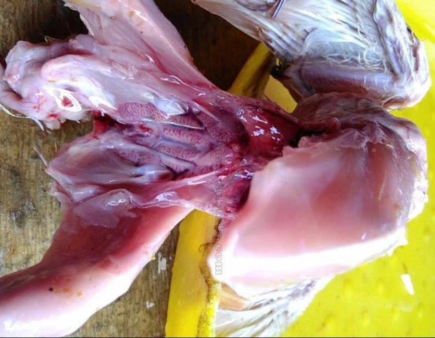 Инфекционная бурсальная болезнь птиц (Болезнь Гамборо) фото 29