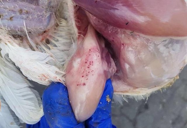 Инфекционная бурсальная болезнь птиц (Болезнь Гамборо) фото 24
