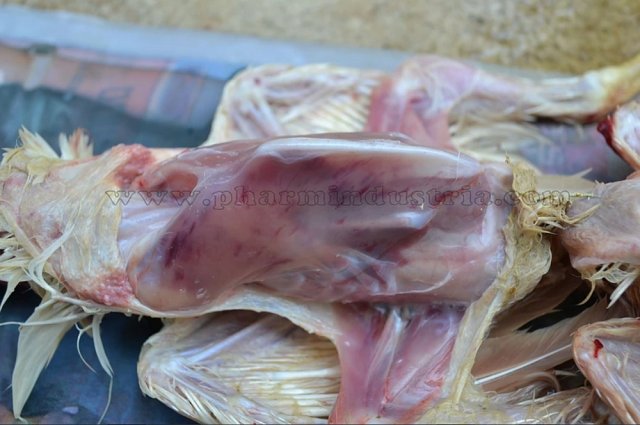 Инфекционная бурсальная болезнь птиц (Болезнь Гамборо) фото 23