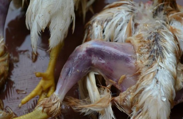 Инфекционная бурсальная болезнь птиц (Болезнь Гамборо) фото 22