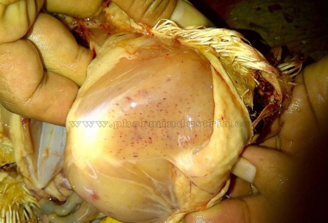 Инфекционная бурсальная болезнь птиц (Болезнь Гамборо) фото 20