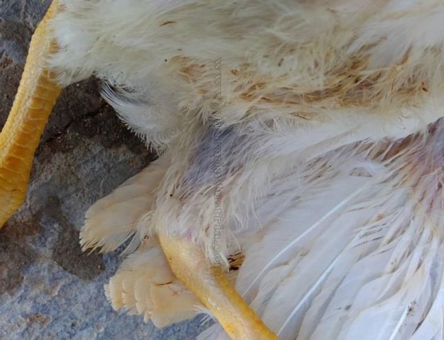 Инфекционная бурсальная болезнь птиц (Болезнь Гамборо) фото 16