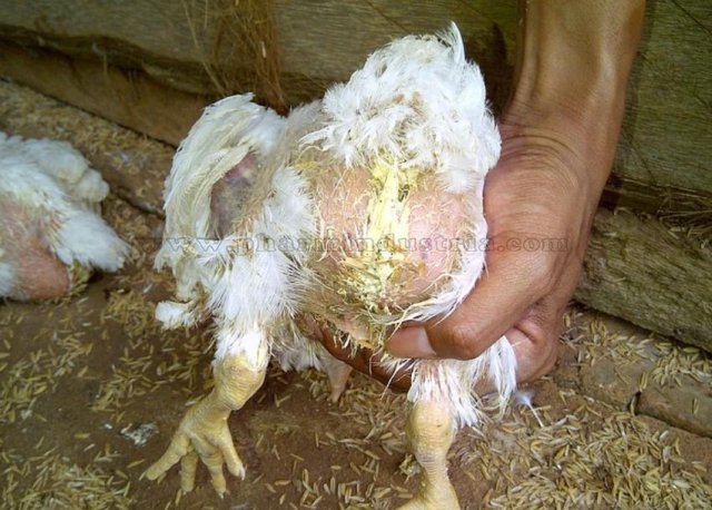 Инфекционная бурсальная болезнь птиц (Болезнь Гамборо) фото 15