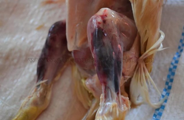 Инфекционная бурсальная болезнь птиц (Болезнь Гамборо) фото 7