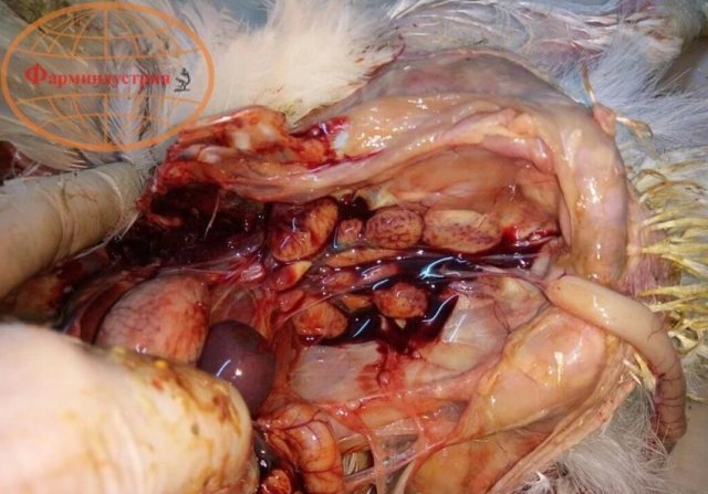 Инфекционная бурсальная болезнь птиц (Болезнь Гамборо) фото 6