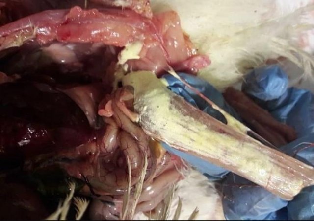 Инфекционная бурсальная болезнь птиц (Болезнь Гамборо) фото 3