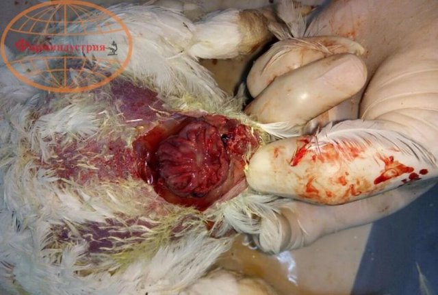 Инфекционная бурсальная болезнь птиц (Болезнь Гамборо)