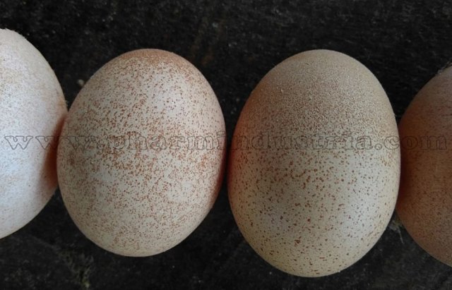 ССЯ Синдром снижения яйценоскости у птиц фото 15